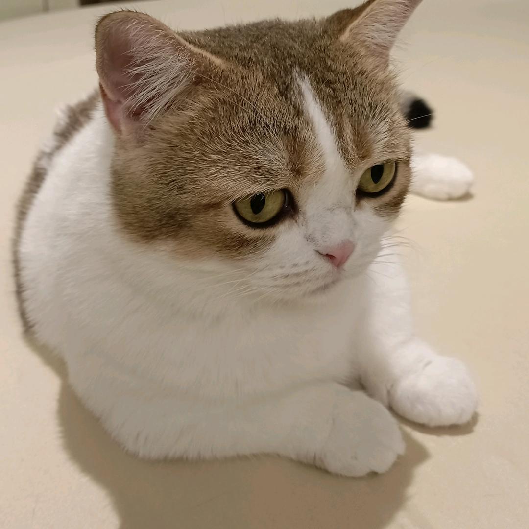 莫愁