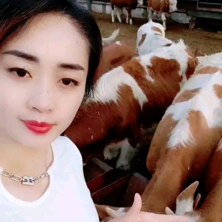 个人养牛场出售肉牛犊