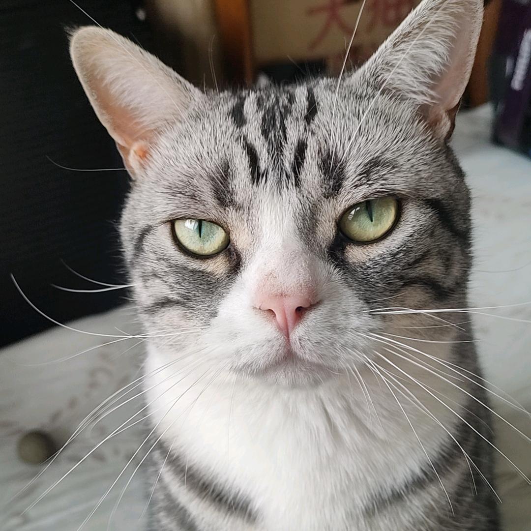 猫哥日记