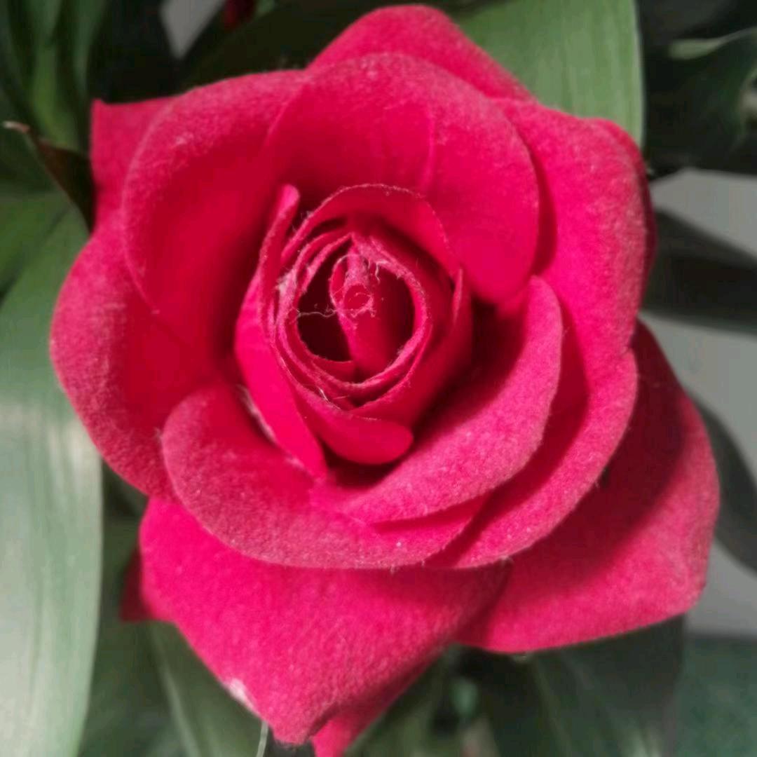 86《平凡人》💕