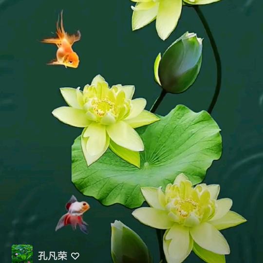腊梅