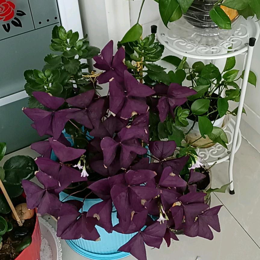 开心每一天_208393540