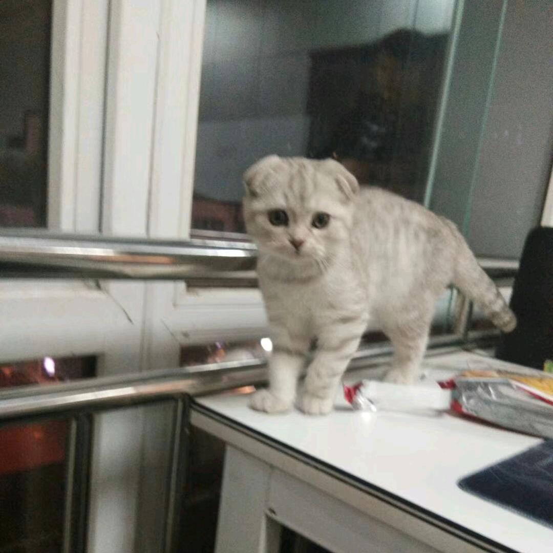 奶耗儿