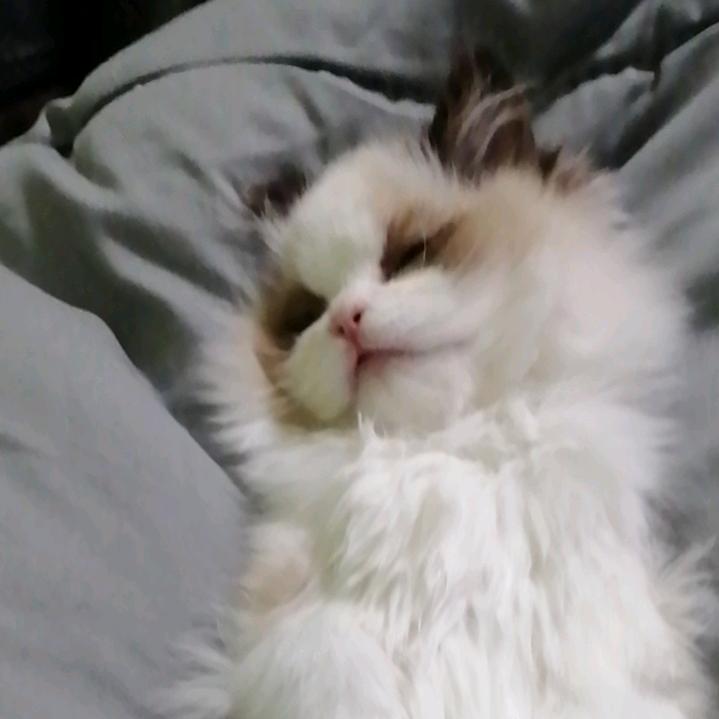 淡月猫咪Fuᯅu ༉ૢ💰（母老虎就拽）