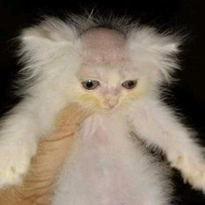 佛罗里达剃头猫