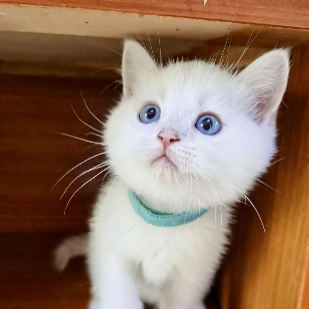 雅熙家的银点猫😺