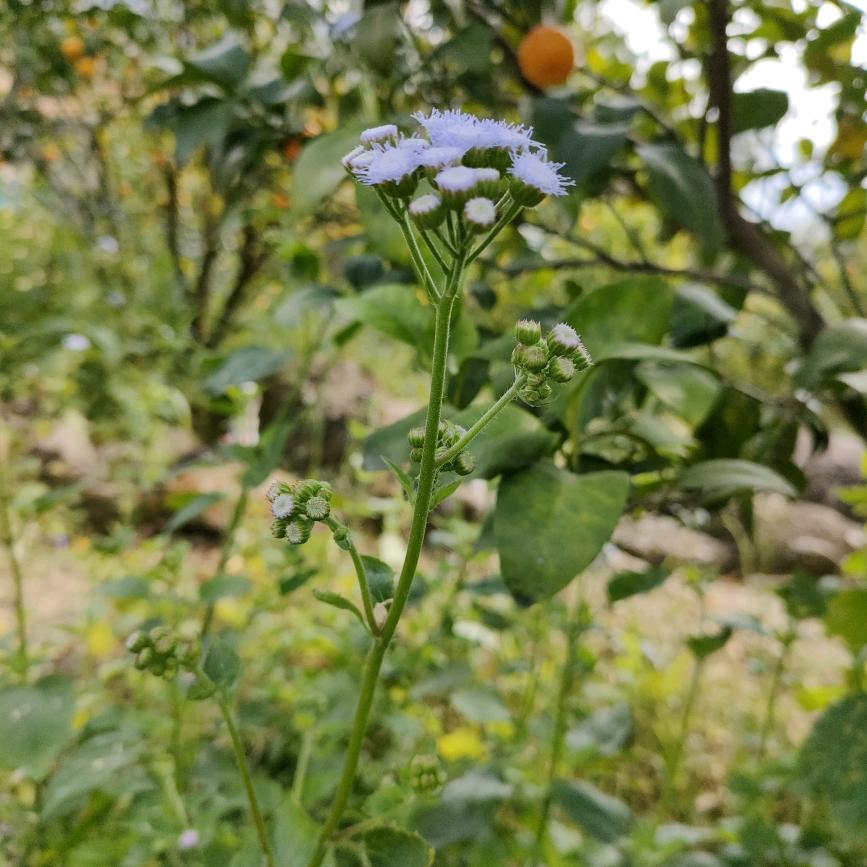 天使幸运的公主