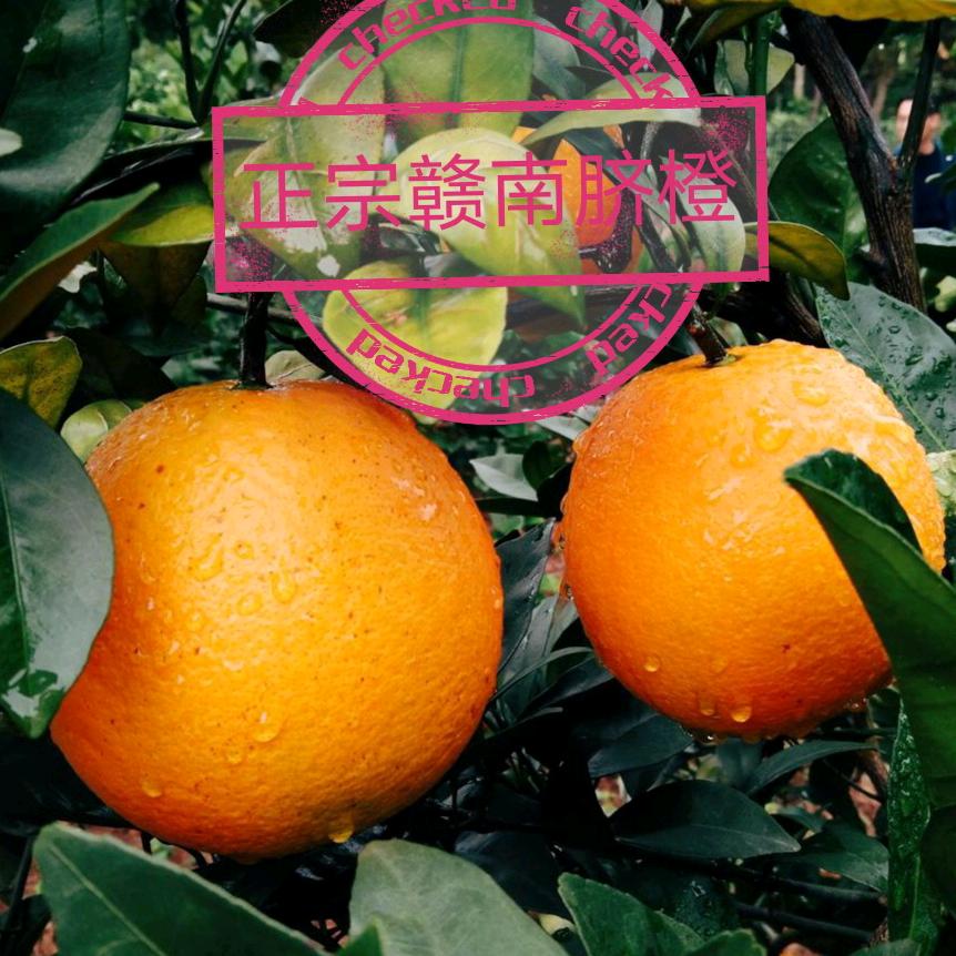 信丰人家