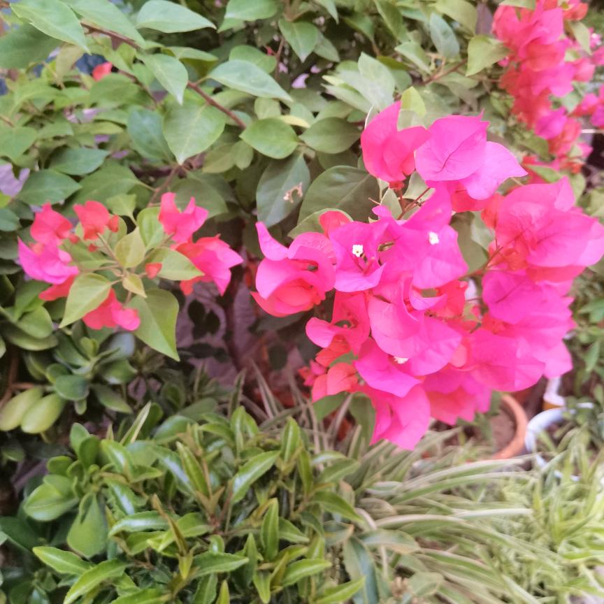 碧水芙蓉