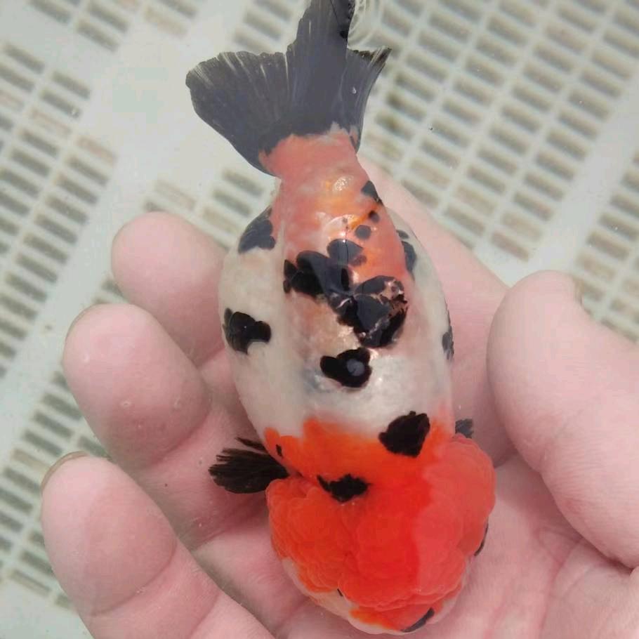 河南阿超