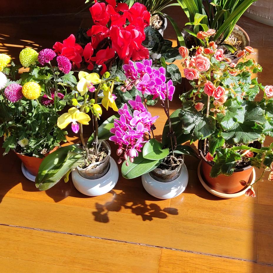 水香水草