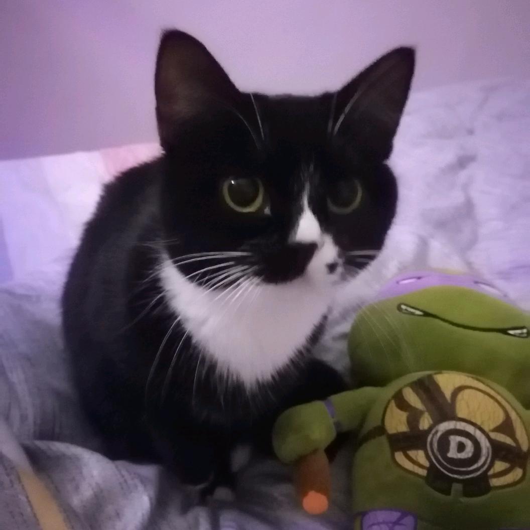 黑猫白猫紫花猫