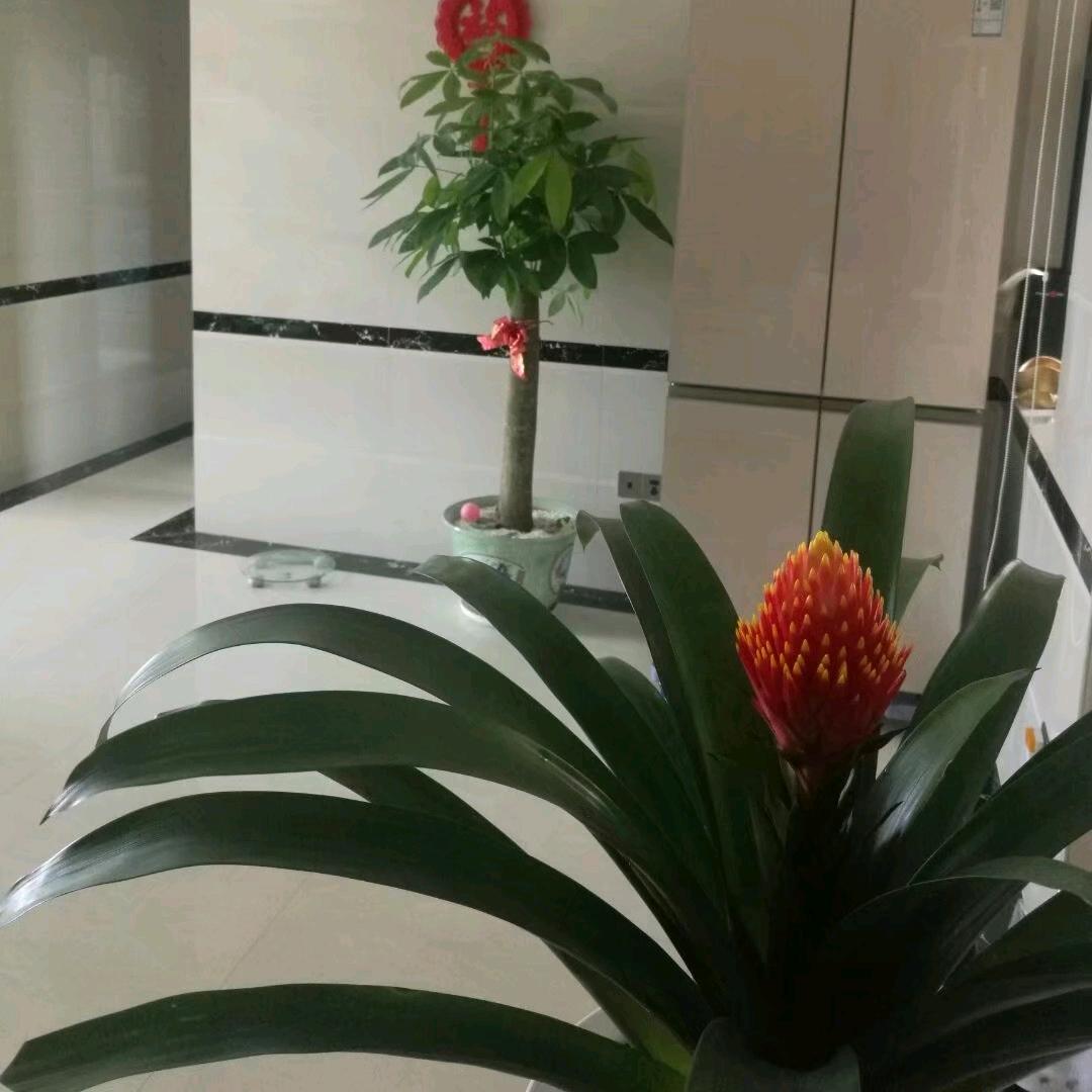 拒绝私聊的白莲子