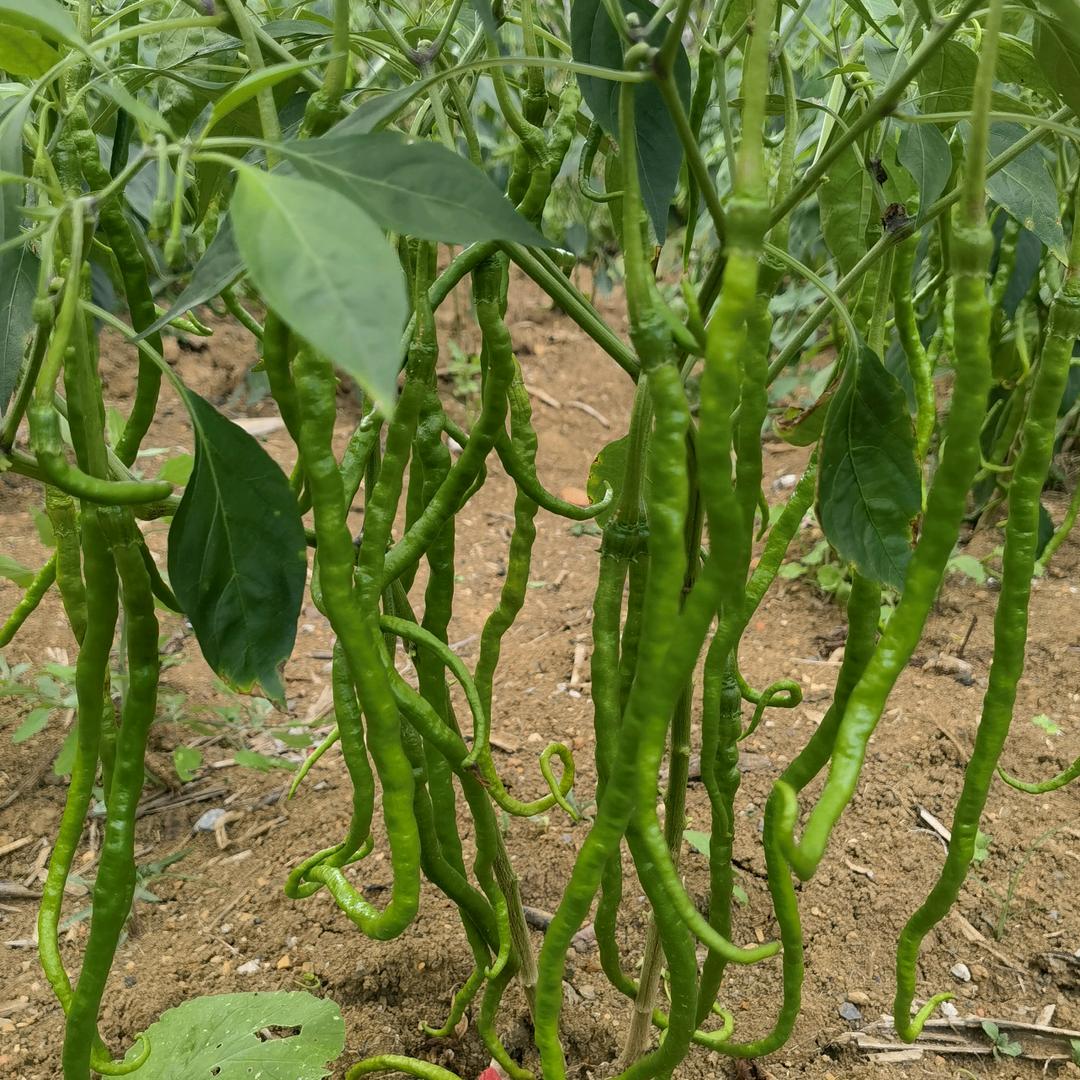 岁月静好心舒缓