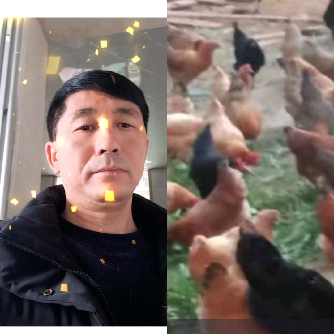 熊建华～进贤县，专业散养土🐔鸡