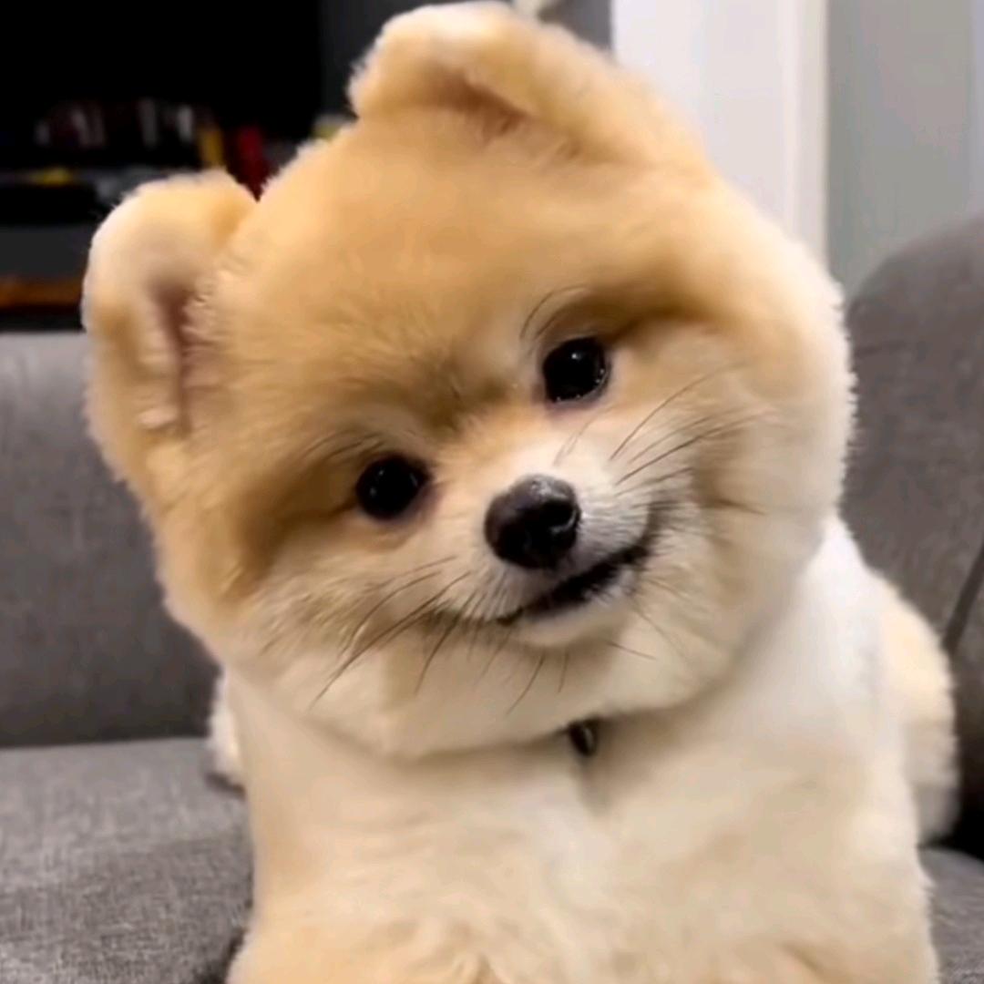 你才是猪🐷