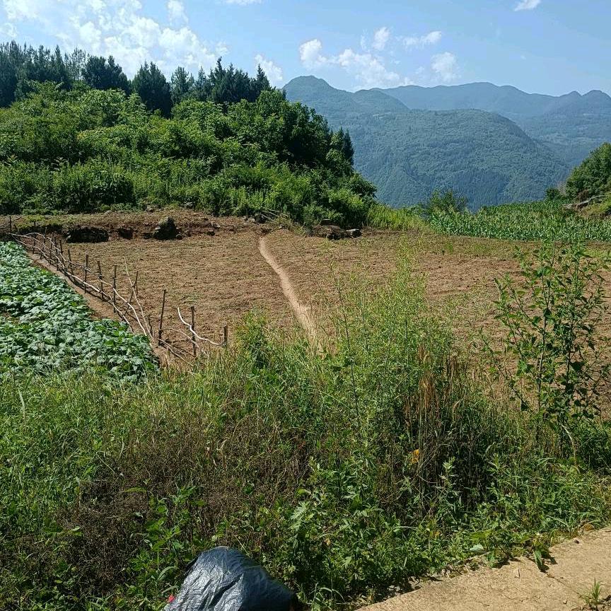 三哥