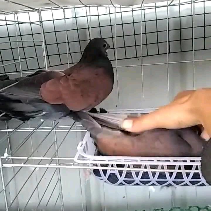 可怜人