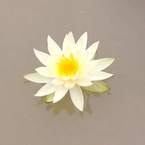 花姑娘