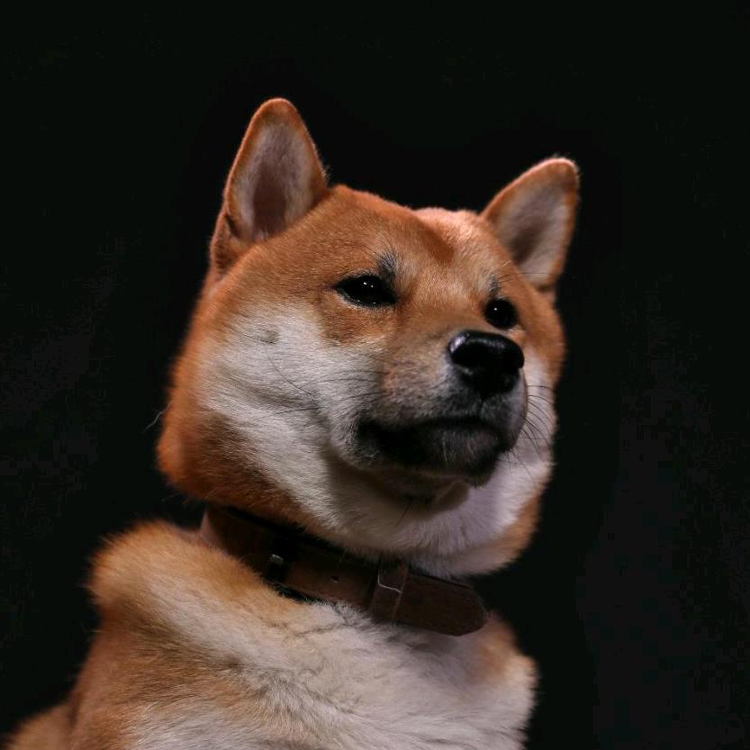 豆柴小吴不是土狗
