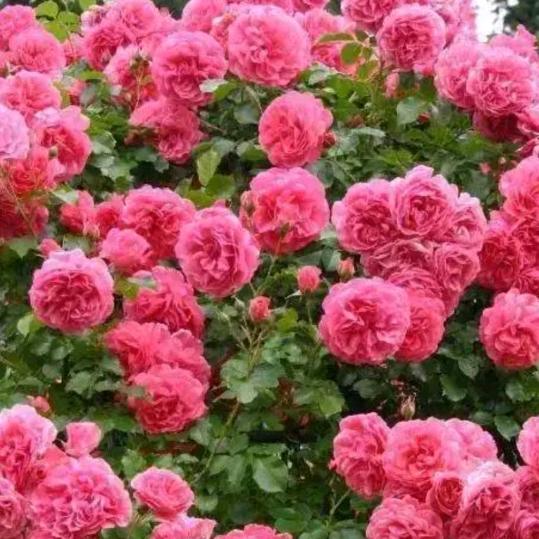 春暖花开