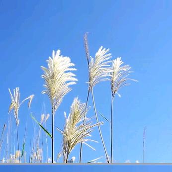 清风徐来ᵎ✺◟(∗❛ัᴗ❛ั∗)◞✺