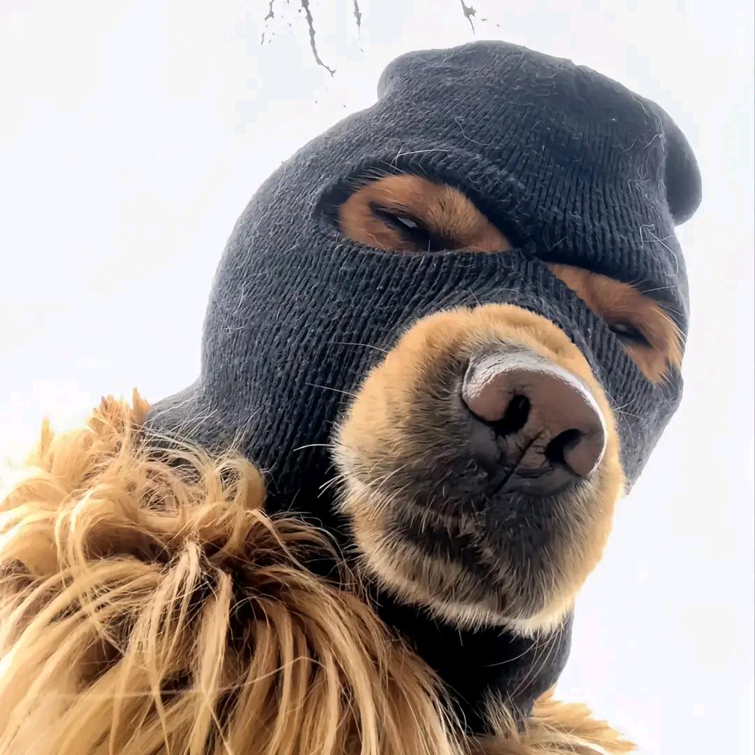 骁骑营灬大都统