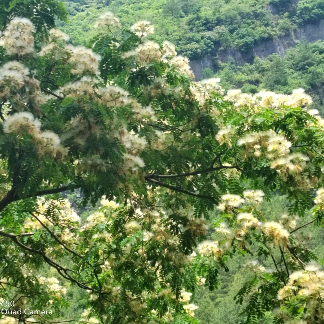 落雪离人2y