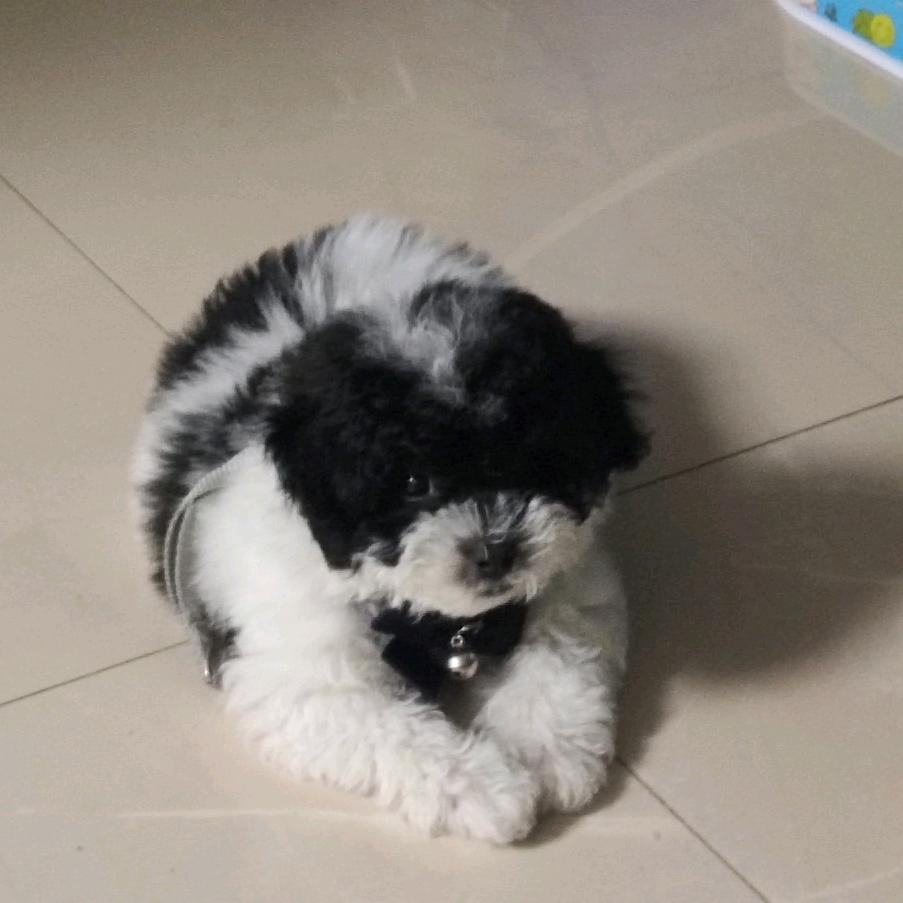 乖乖日常（花贵宾）