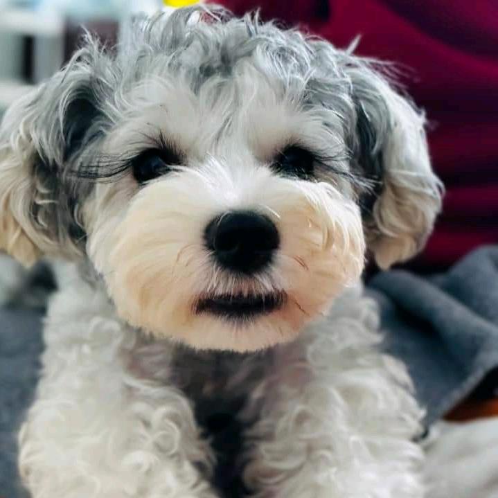 不吃香菜的多米