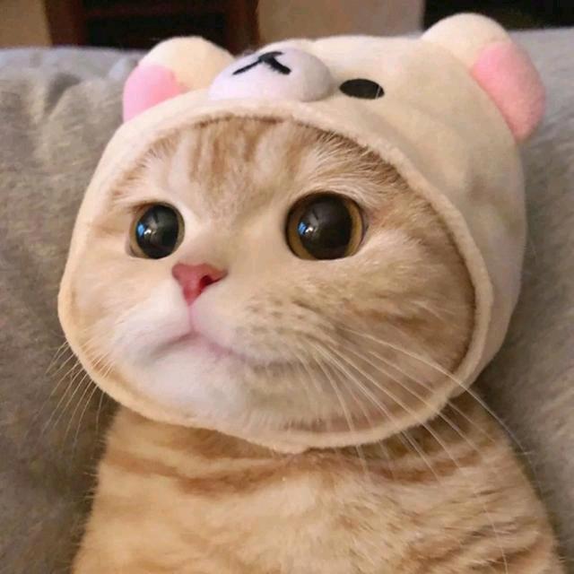 一只小华迷