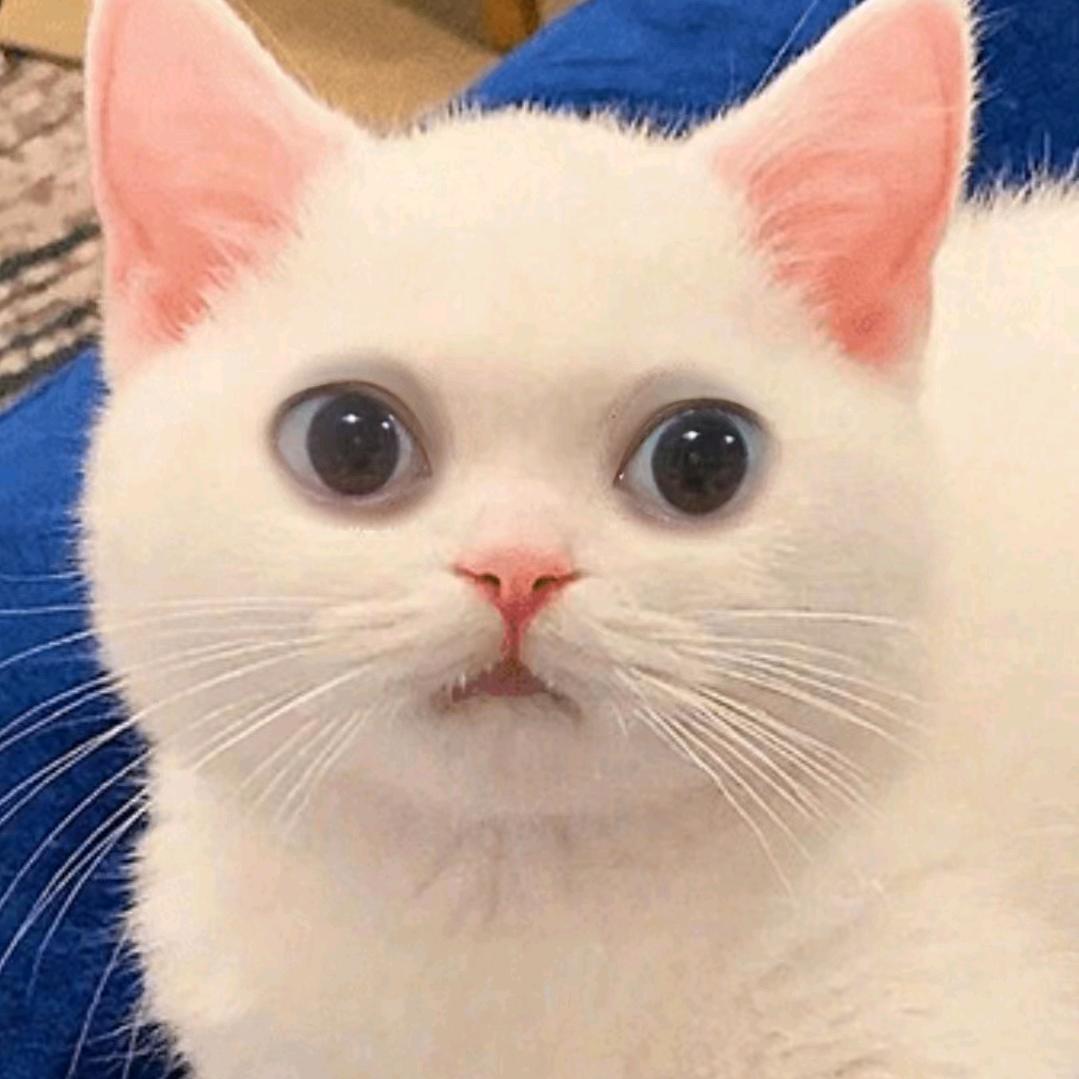 墨鱼🐟