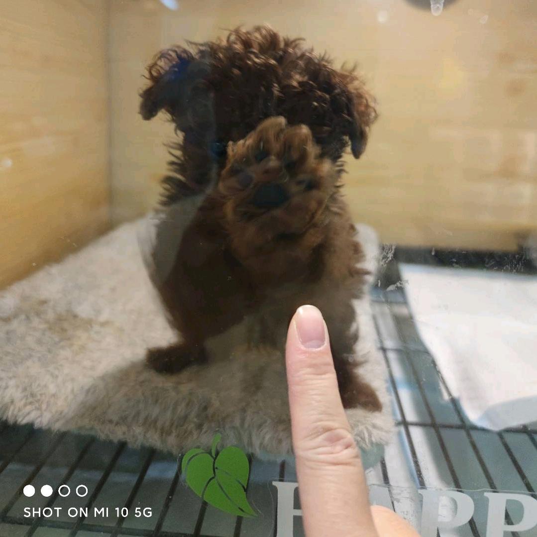 李小闹🐶（摆摊挣狗粮）