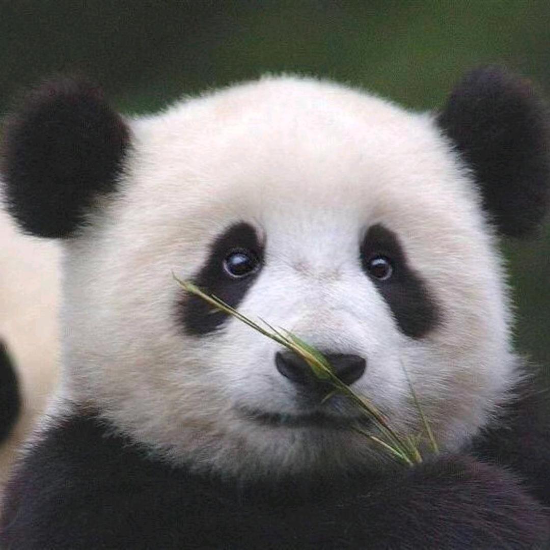 卯金刀劉