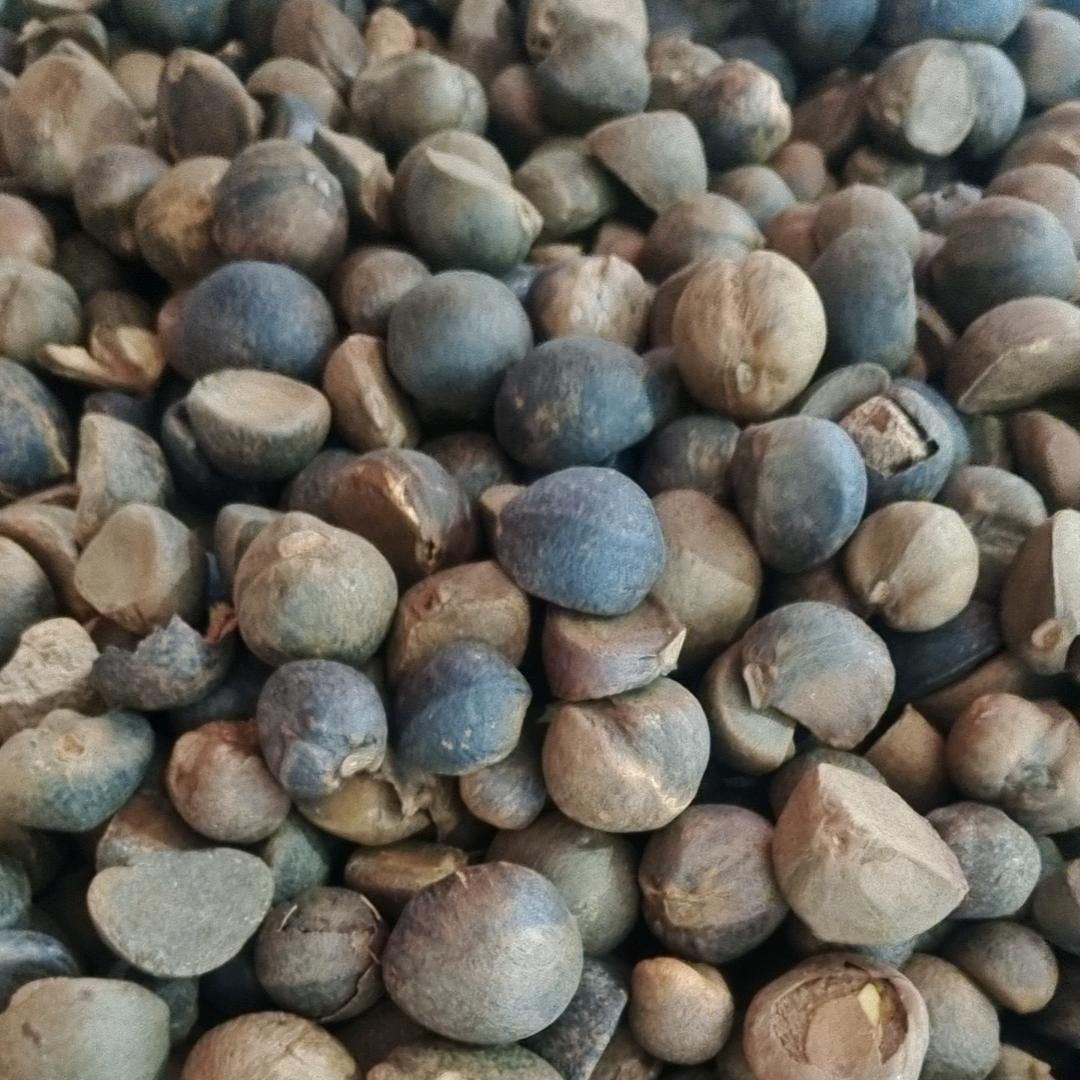 收茶果