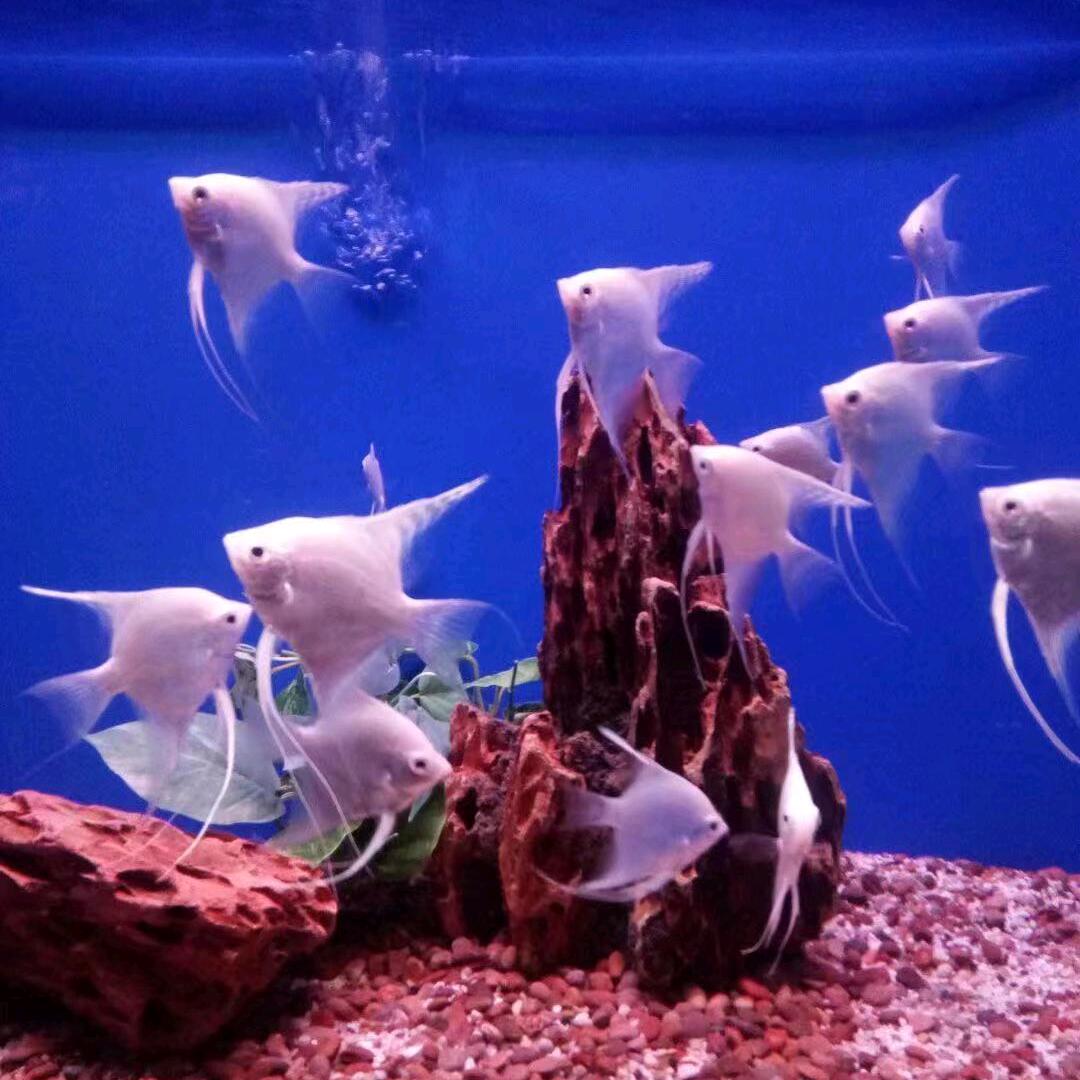 飞飞