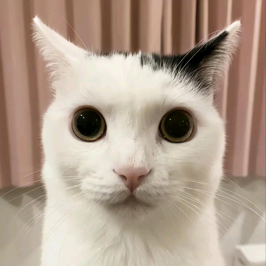 一只小陵阳