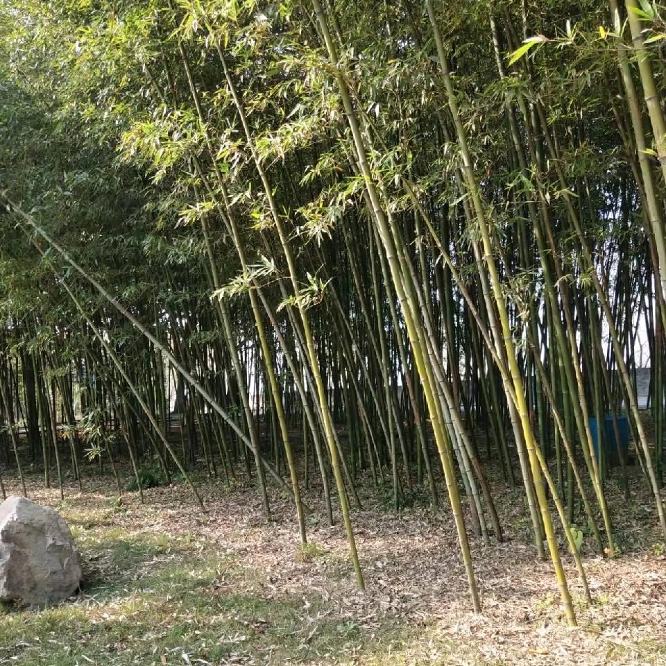 凡尘清心: