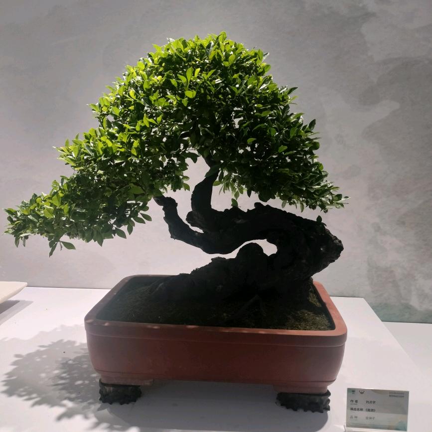 鑫福驾校