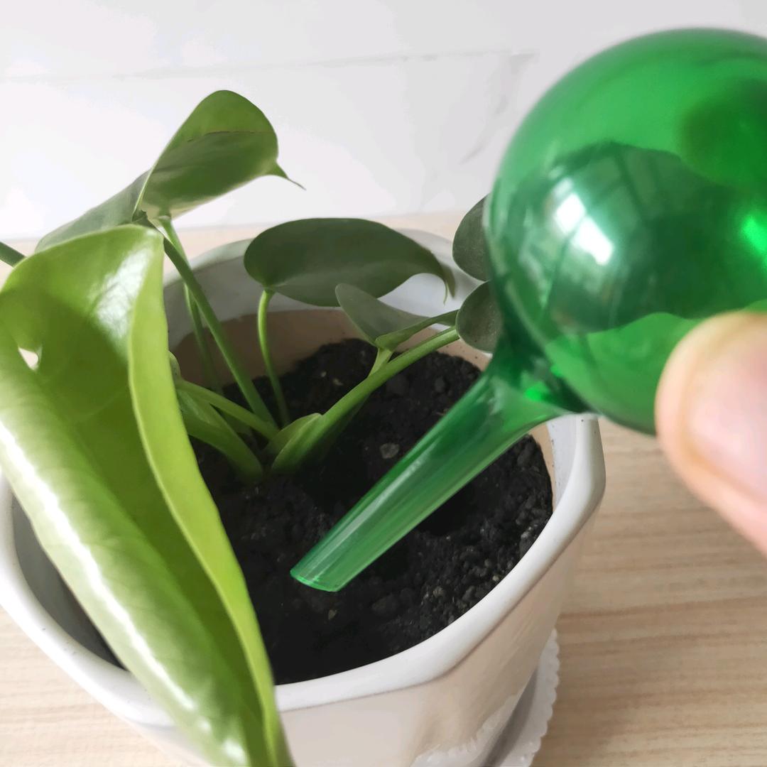 多米园艺优选店