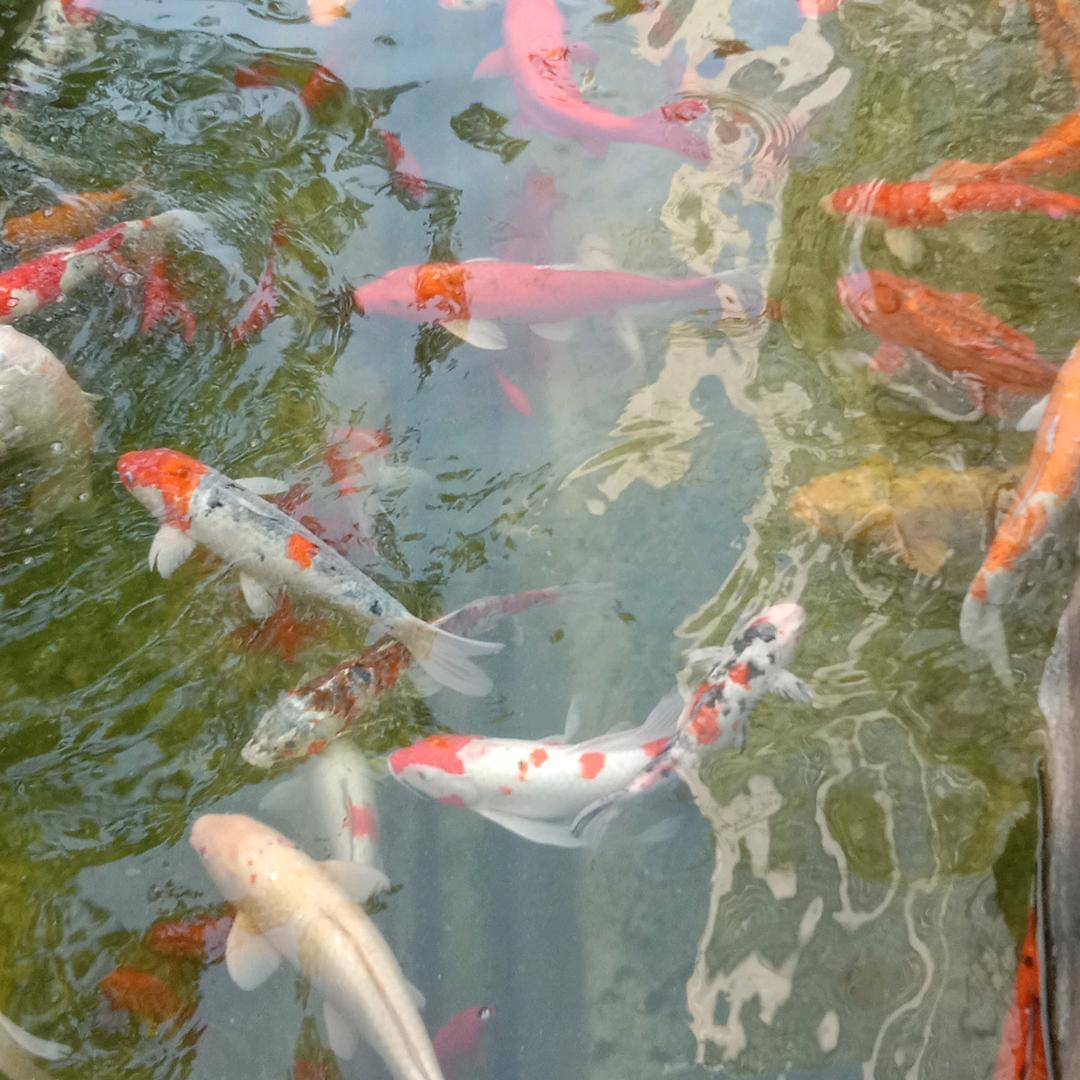 大家好