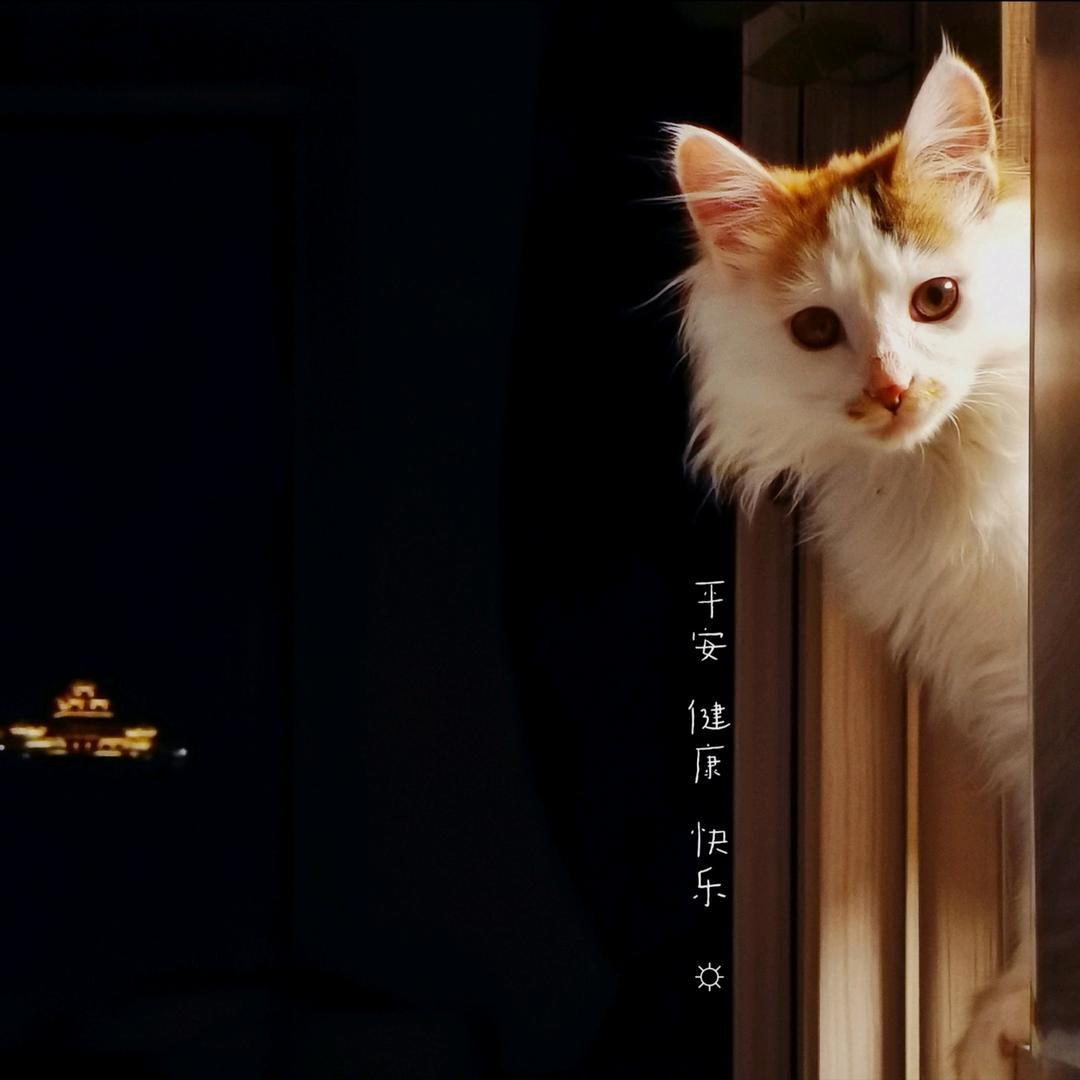 一朵发芽ᵈᵉ  花