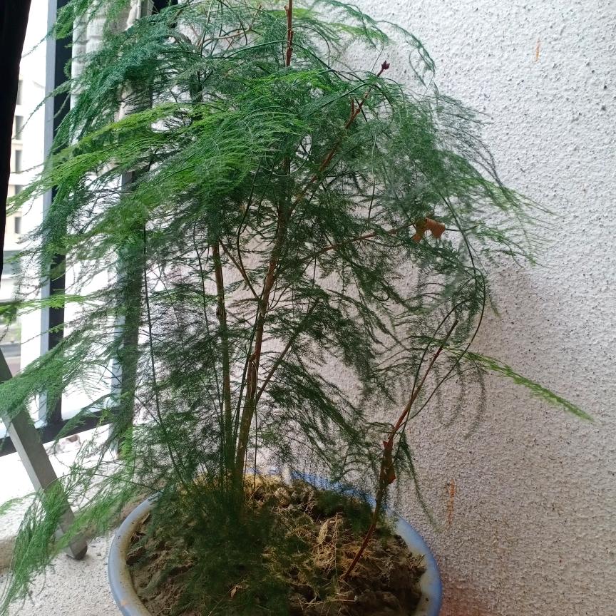 没什么了不起