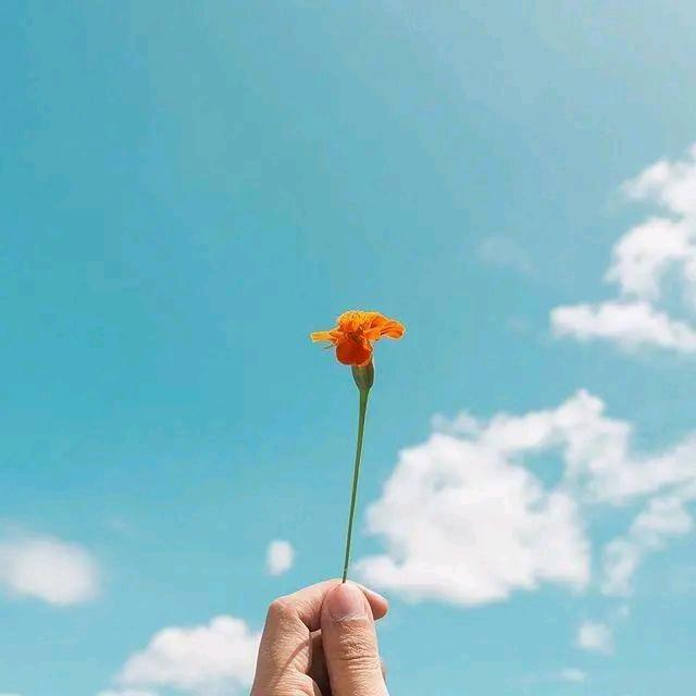 樱桃🍒【苹】