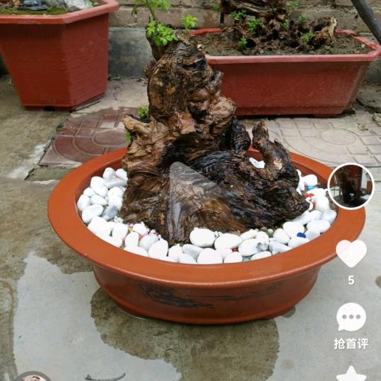 张哥哥
