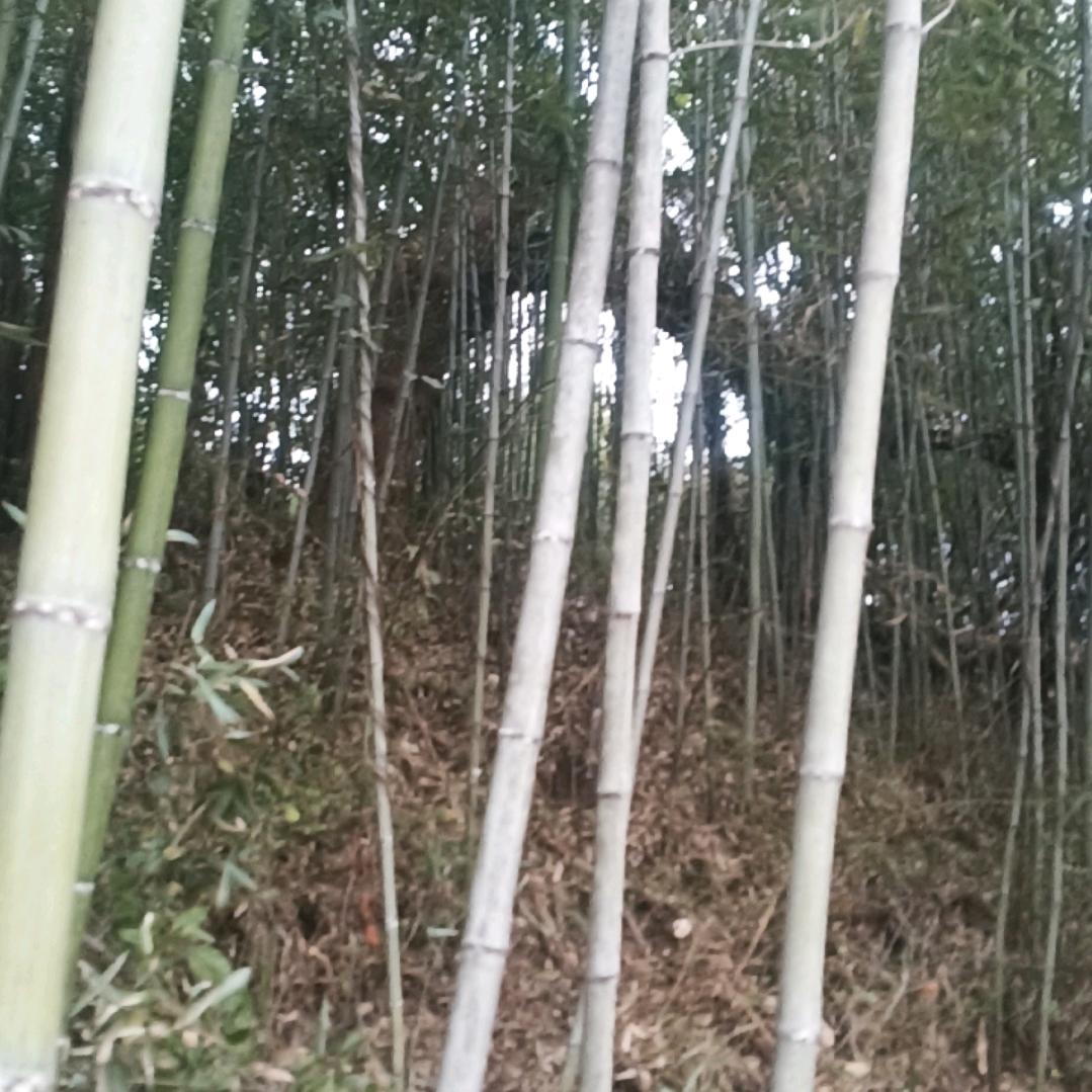 爱你无悔
