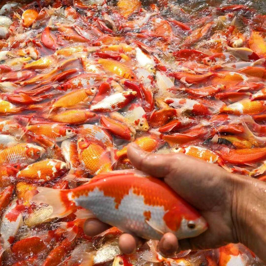 鱼教授🐠