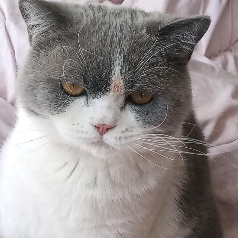 翟师傅小助理