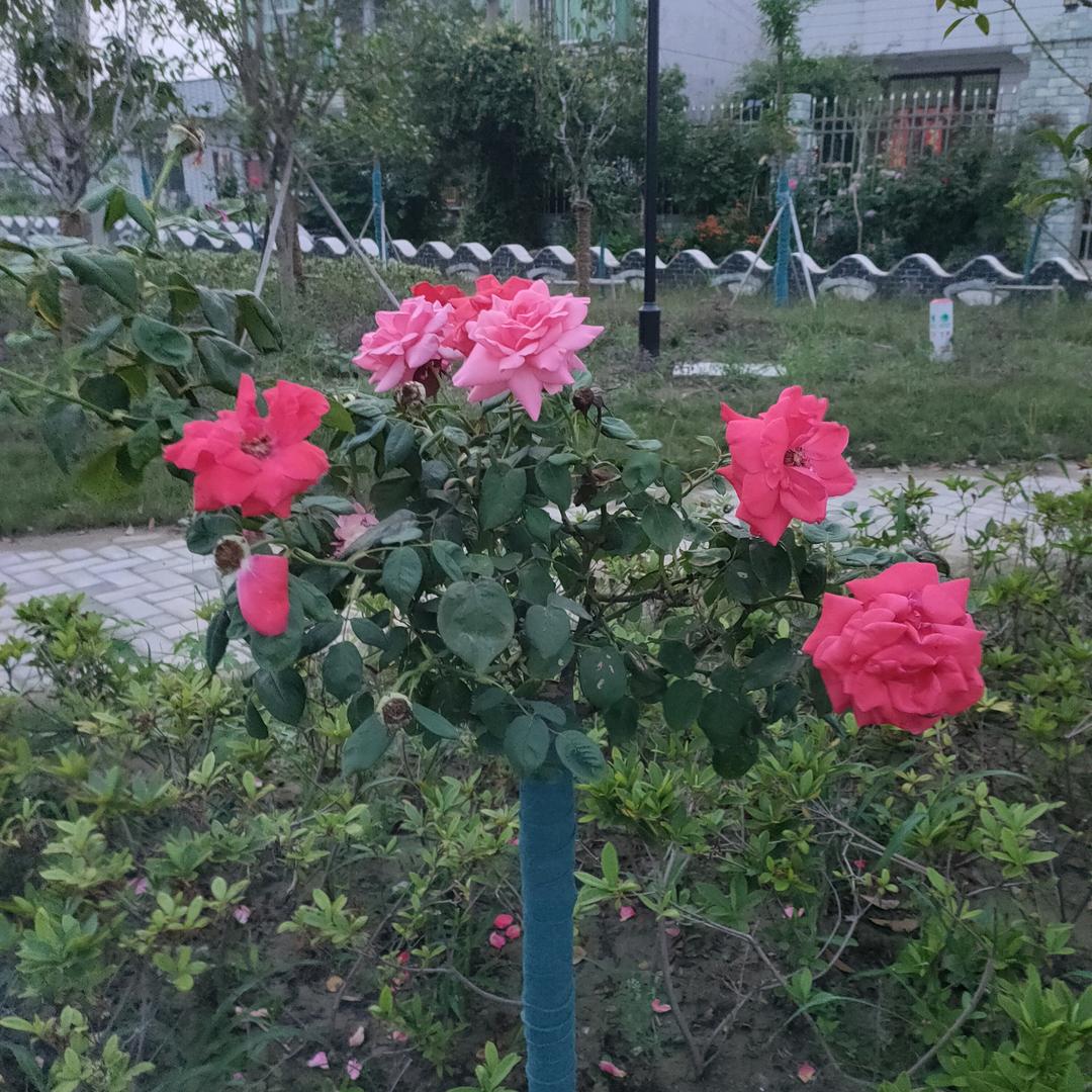 好久不见