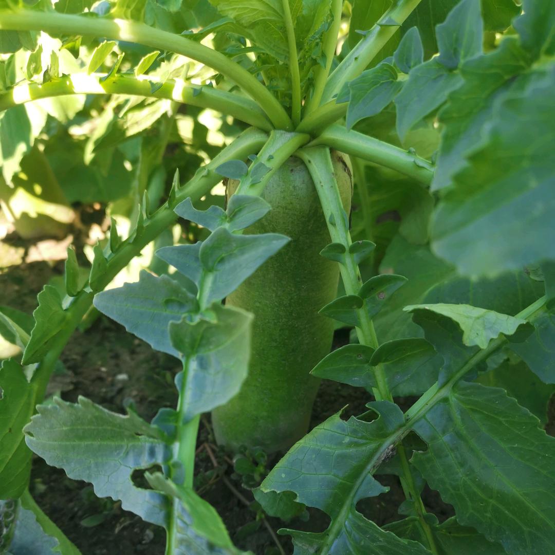 小情绪（代办车务手续）